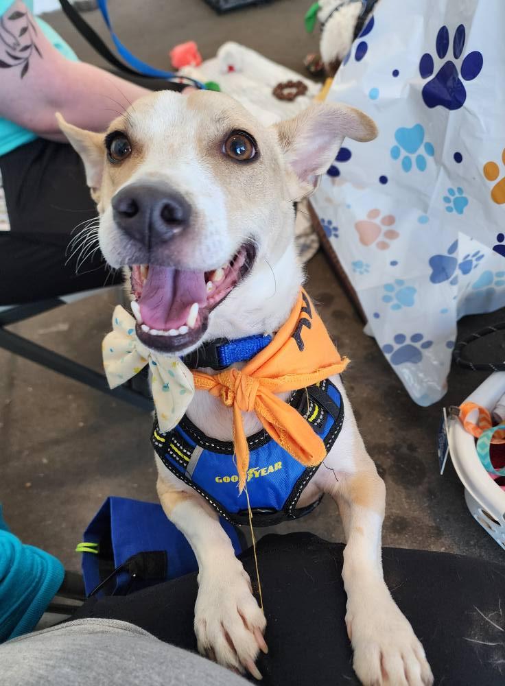 Rizzo, a Adoptable mixed breed in Sterling Heights, MI image 1/6