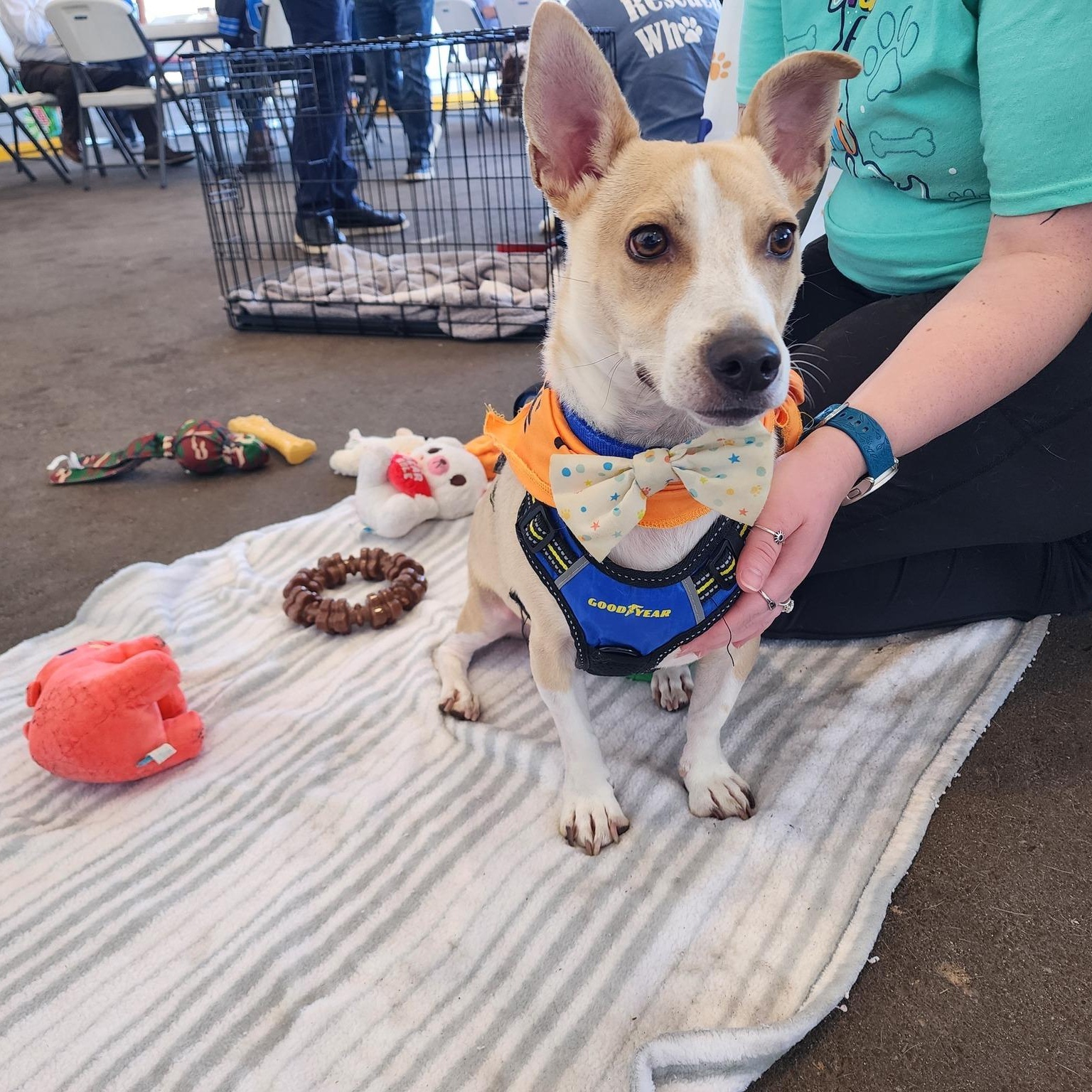 Rizzo, a Adoptable mixed breed in Sterling Heights, MI image 5/6