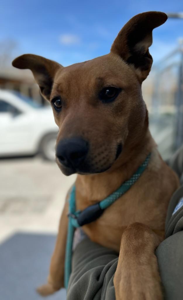 Fawn, a Adoptable Mixed Breed in Manchester, TN image 1/3