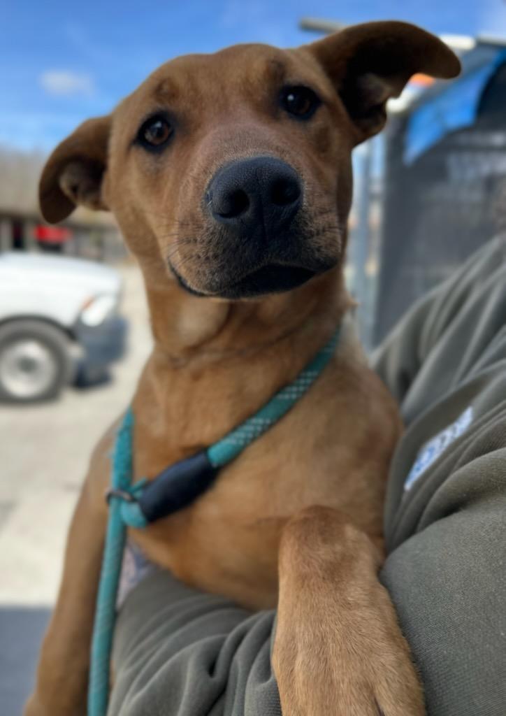 Fawn, a Adoptable Mixed Breed in Manchester, TN image 3/3