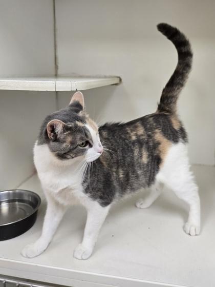 Enlarge Melody, a ADOPTABLE mixed breed in Woodstock, IL image 3/3