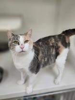 Enlarge Melody, a ADOPTABLE mixed breed in Woodstock, IL image 1/3