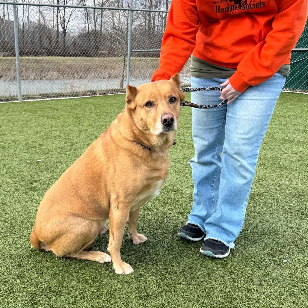 Wylie, Adoptable, Senior Male Shepherd.