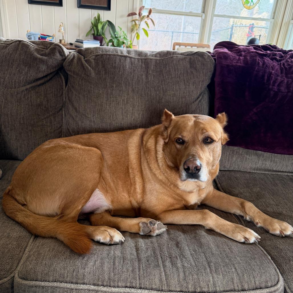 Wylie, Adoptable, Senior Male Shepherd.