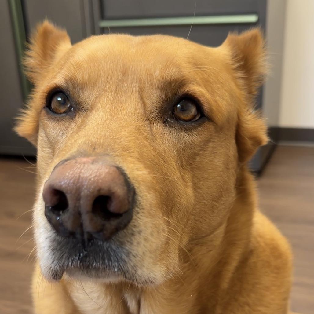 Enlarge Wylie, a Adoptable Shepherd in Nashville, IN image 1/4