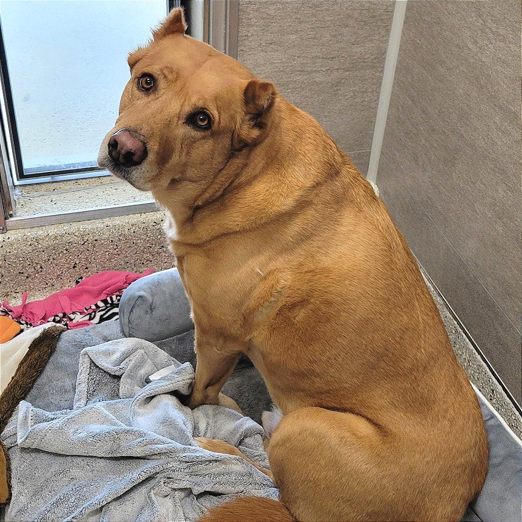 Wylie, a Adoptable Shepherd in Nashville, IN image 2/6