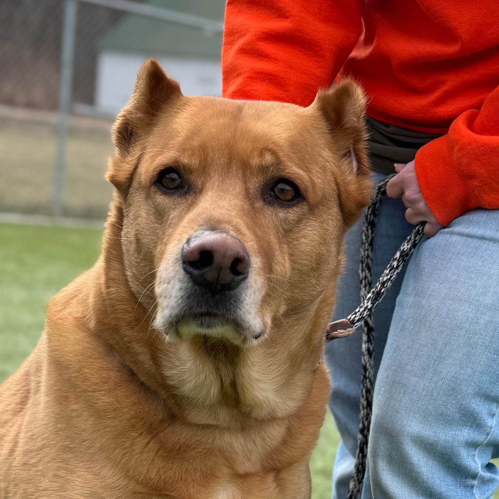 Wylie, a Adoptable Shepherd in Nashville, IN image 4/6