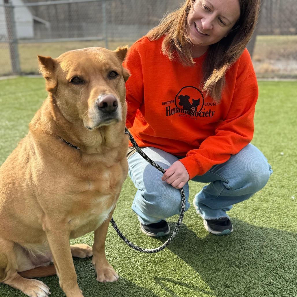 Wylie, a Adoptable Shepherd in Nashville, IN image 5/6