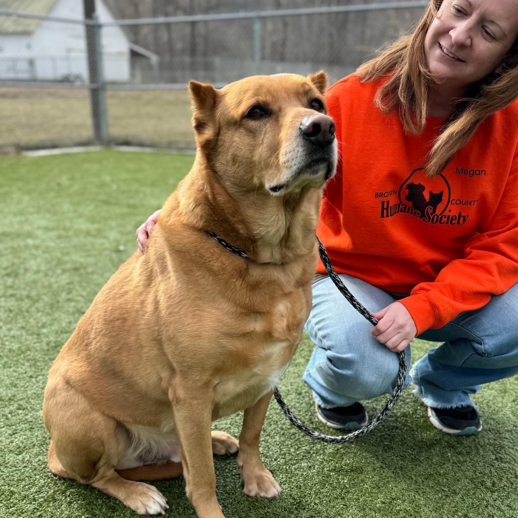 Wylie, a Adoptable Shepherd in Nashville, IN image 6/6