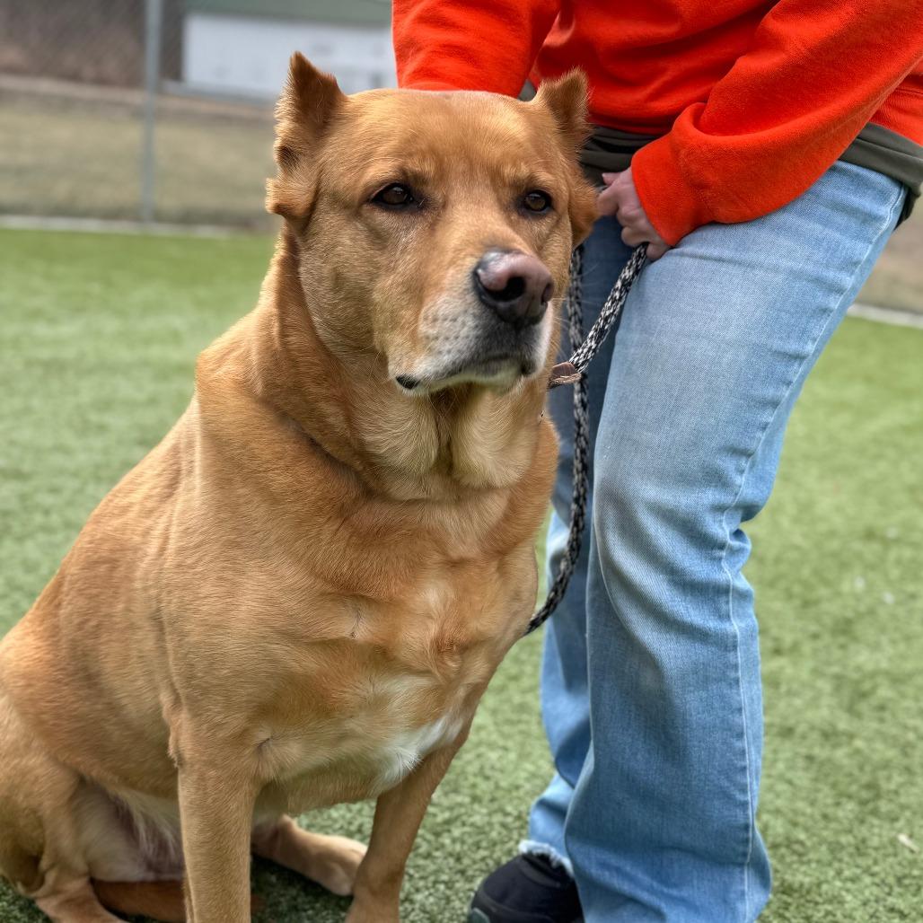 Enlarge Wylie, a Adoptable Shepherd in Nashville, IN image 4/4