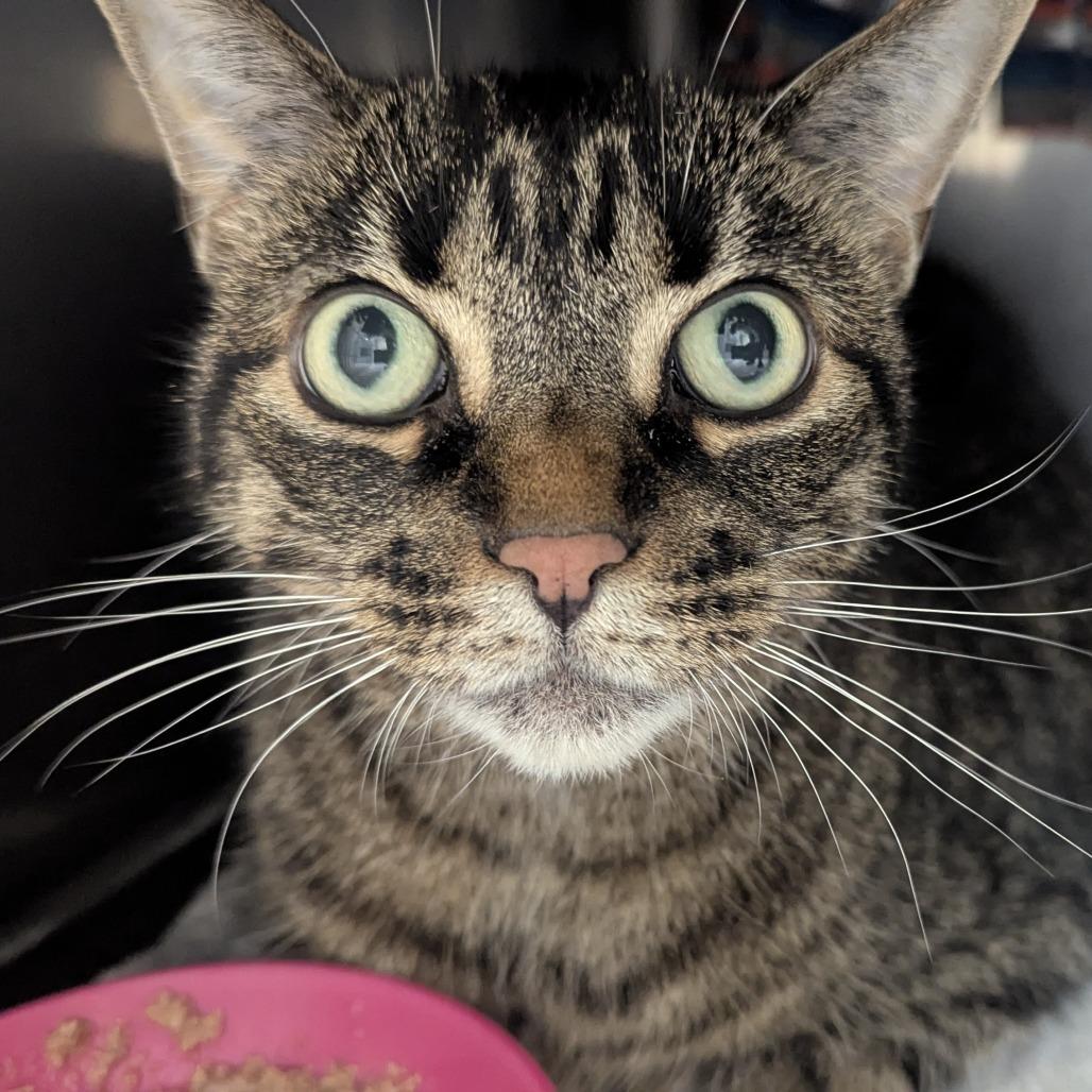 Pheby, a ADOPTABLE Domestic Short Hair in Fenton, MI image 2/3