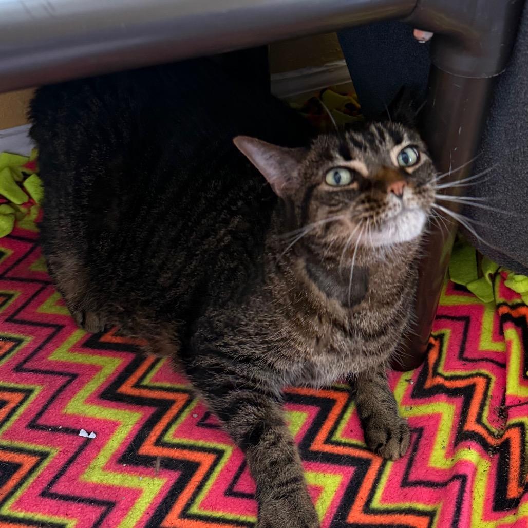 Pheby, a ADOPTABLE Domestic Short Hair in Fenton, MI image 3/3