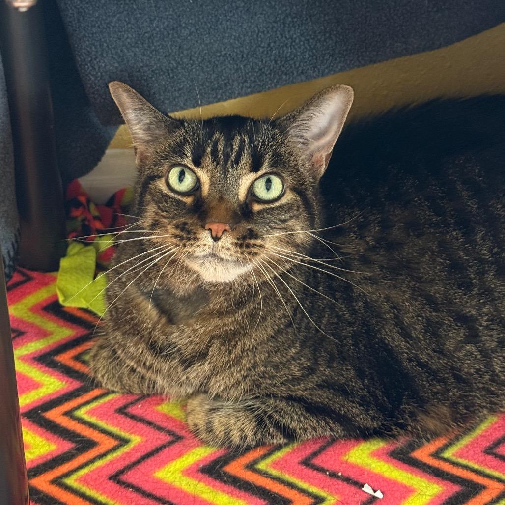 Pheby, ADOPTABLE, Senior Female Domestic Short Hair.