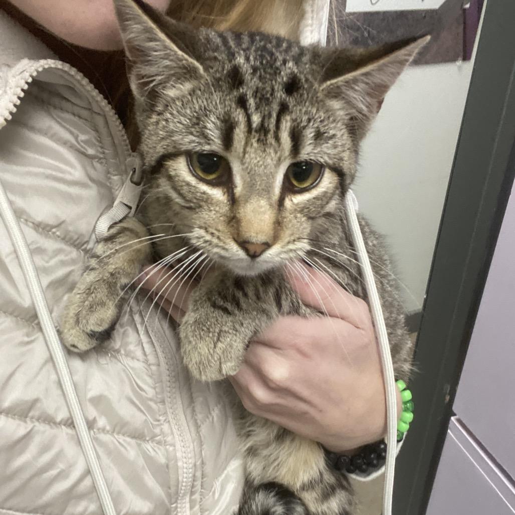 Peewee, Adoptable, Young Male Domestic Short Hair.