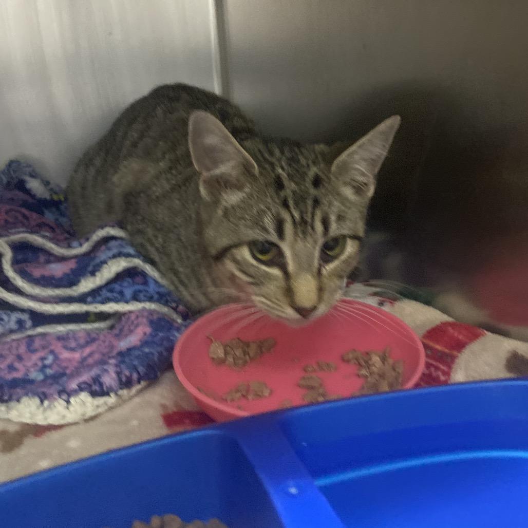 Peewee, a Adoptable Domestic Short Hair in Canastota, NY image 2/3