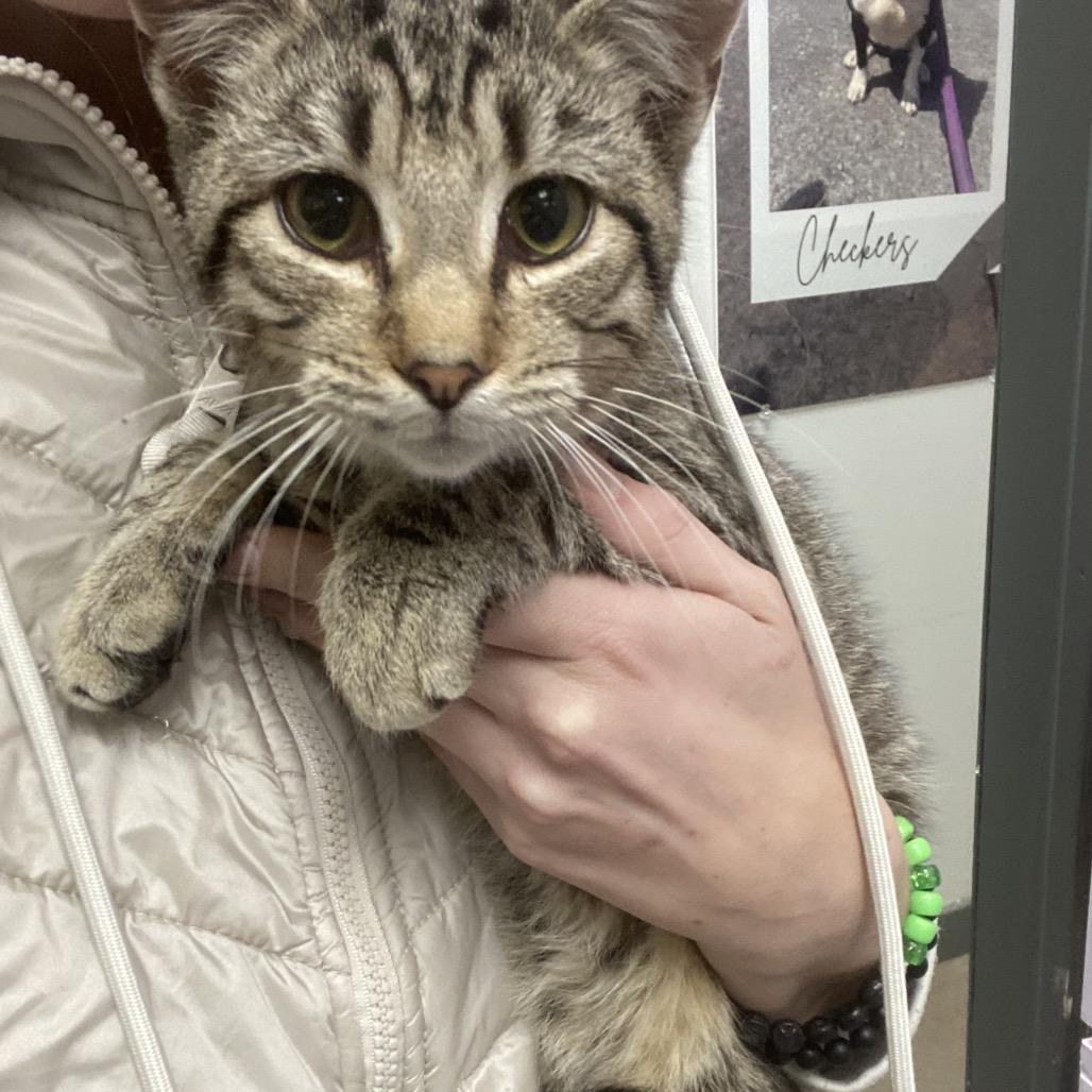 Peewee, a Adoptable Domestic Short Hair in Canastota, NY image 3/3