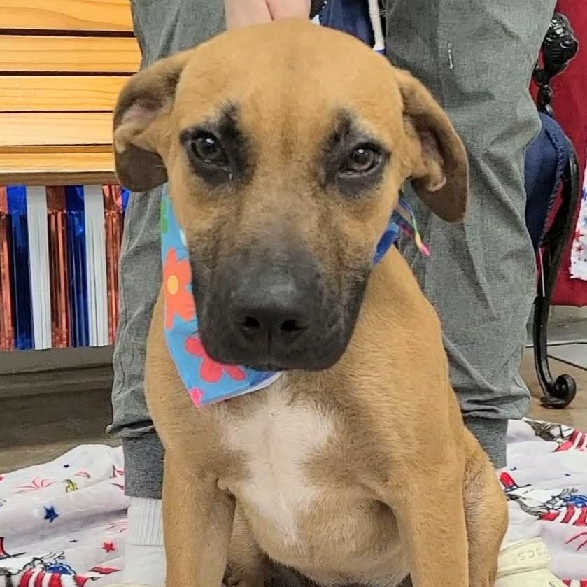 Enlarge Indigo, a ADOPTABLE Mixed Breed in Woolwich, ME image 4/4