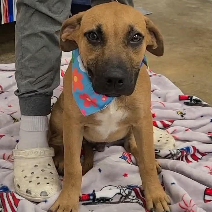 Indigo, ADOPTABLE, Young Male Mixed Breed.