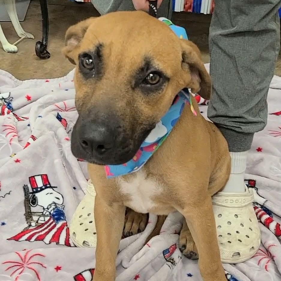 Enlarge Indigo, a ADOPTABLE Mixed Breed in Woolwich, ME image 2/4