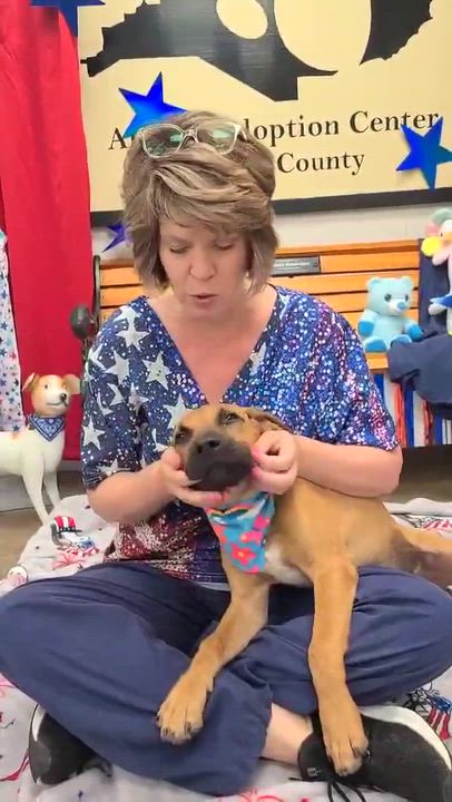 Enlarge Indigo, a ADOPTABLE Mixed Breed in Woolwich, ME video 3/4