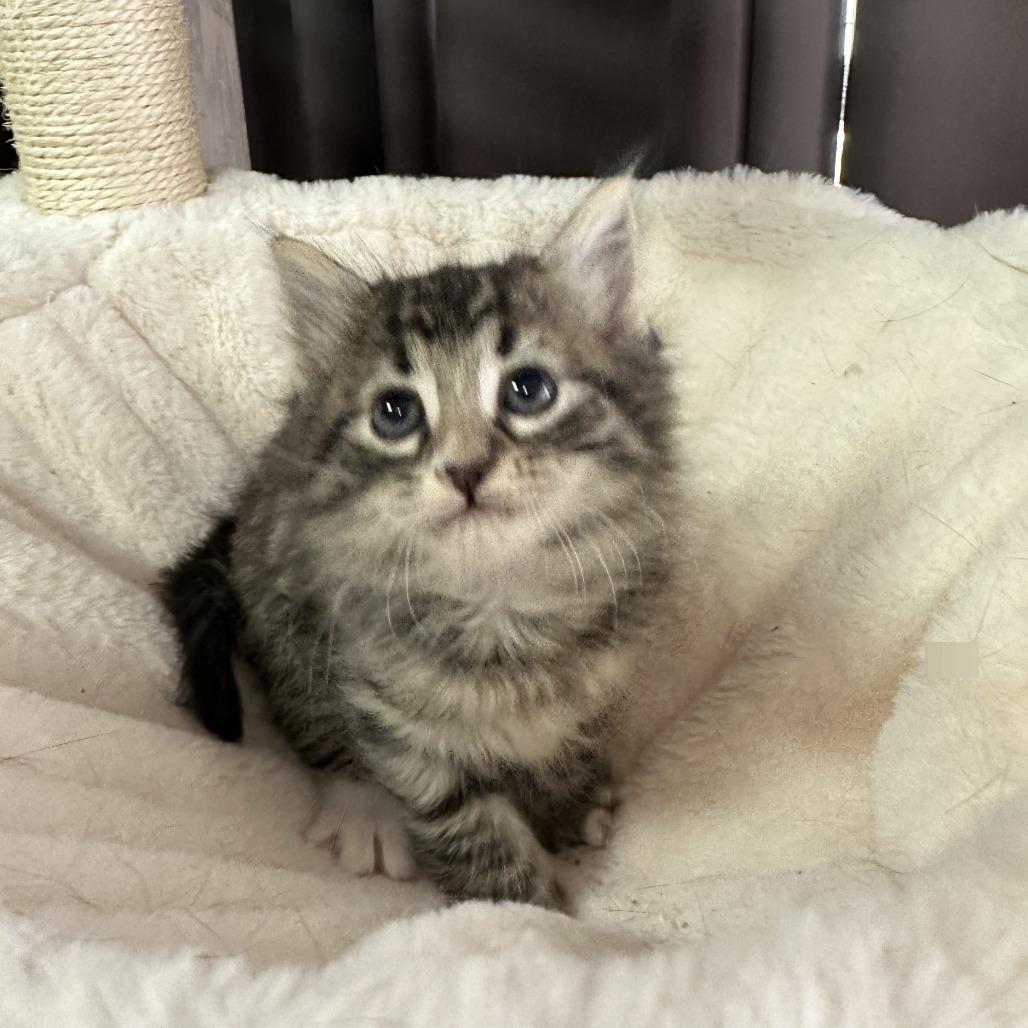 Enlarge Jamoca, a Adoptable Domestic Medium Hair in Inman, SC image 2/2
