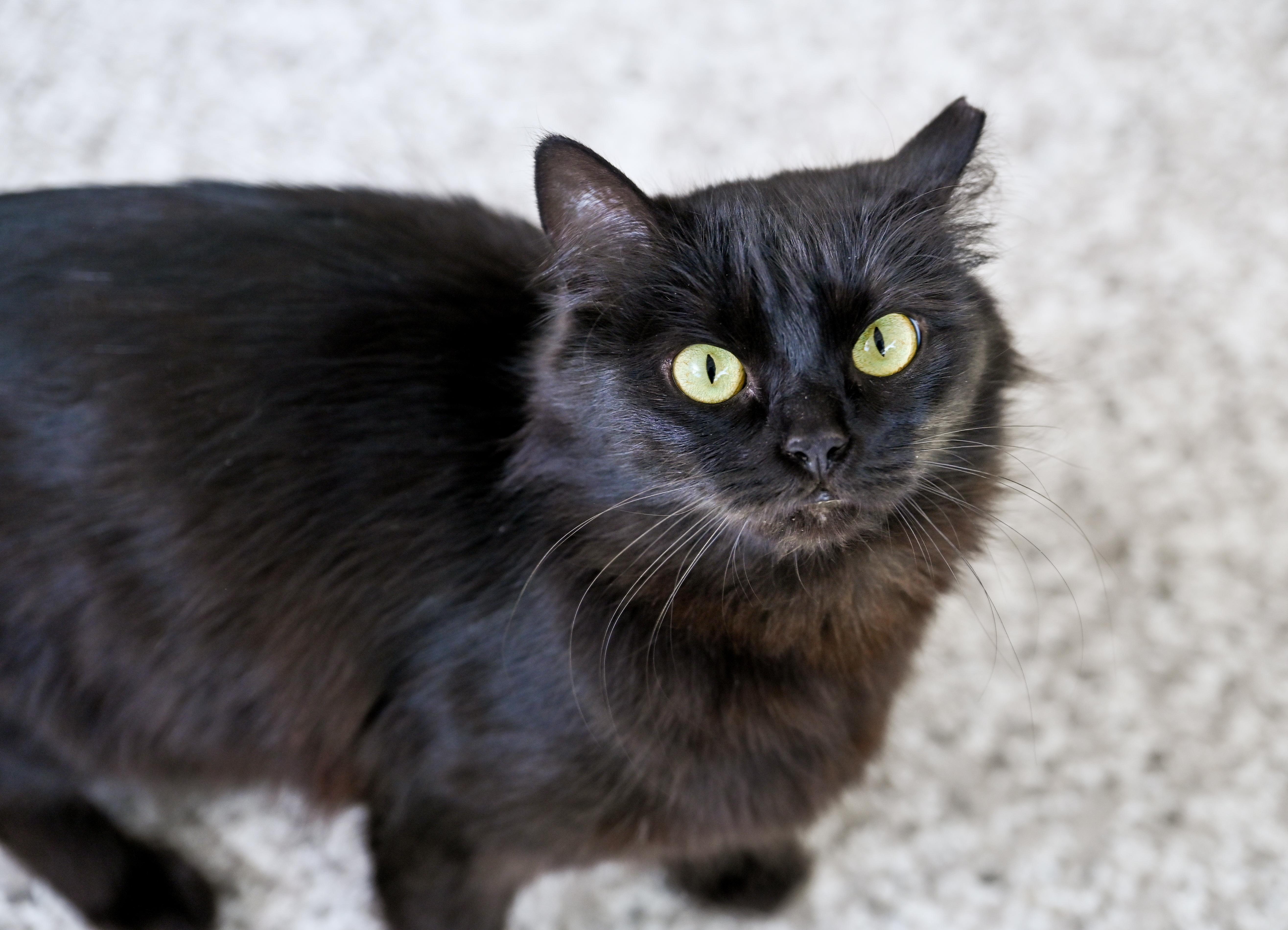 Dolce & Gabbana (bonded pair), a ADOPTABLE mixed breed in Chattanooga, TN image 5/5