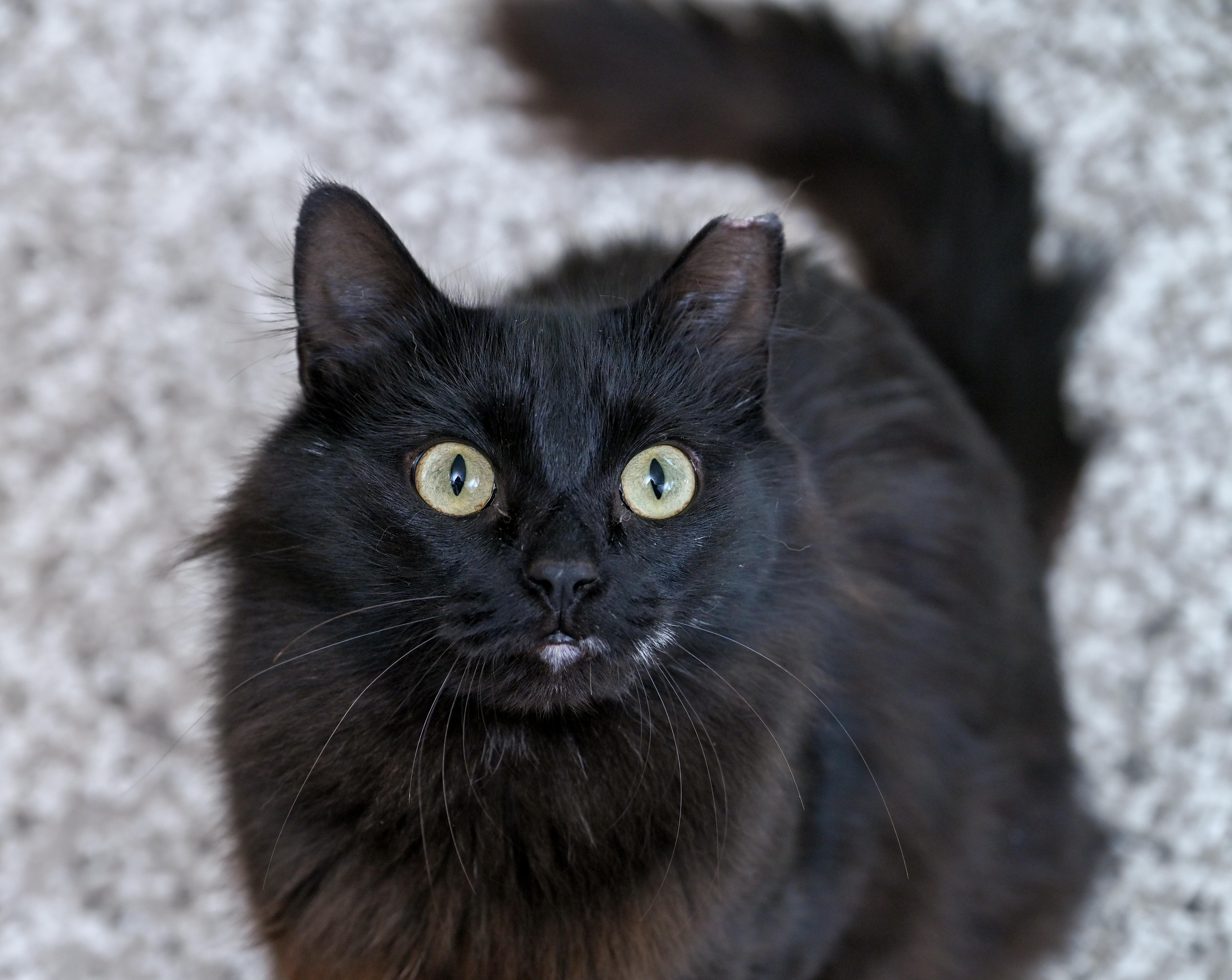 Dolce & Gabbana (bonded pair), a ADOPTABLE mixed breed in Chattanooga, TN image 4/5