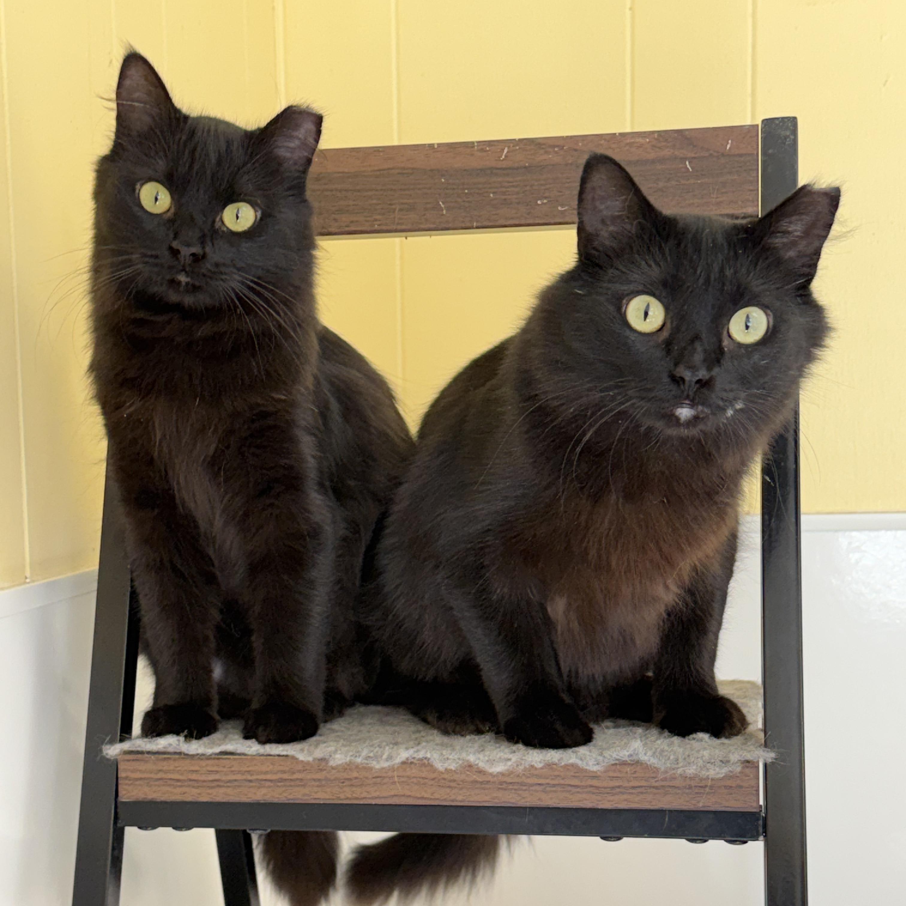 Dolce & Gabbana (bonded pair), a ADOPTABLE mixed breed in Chattanooga, TN image 1/6