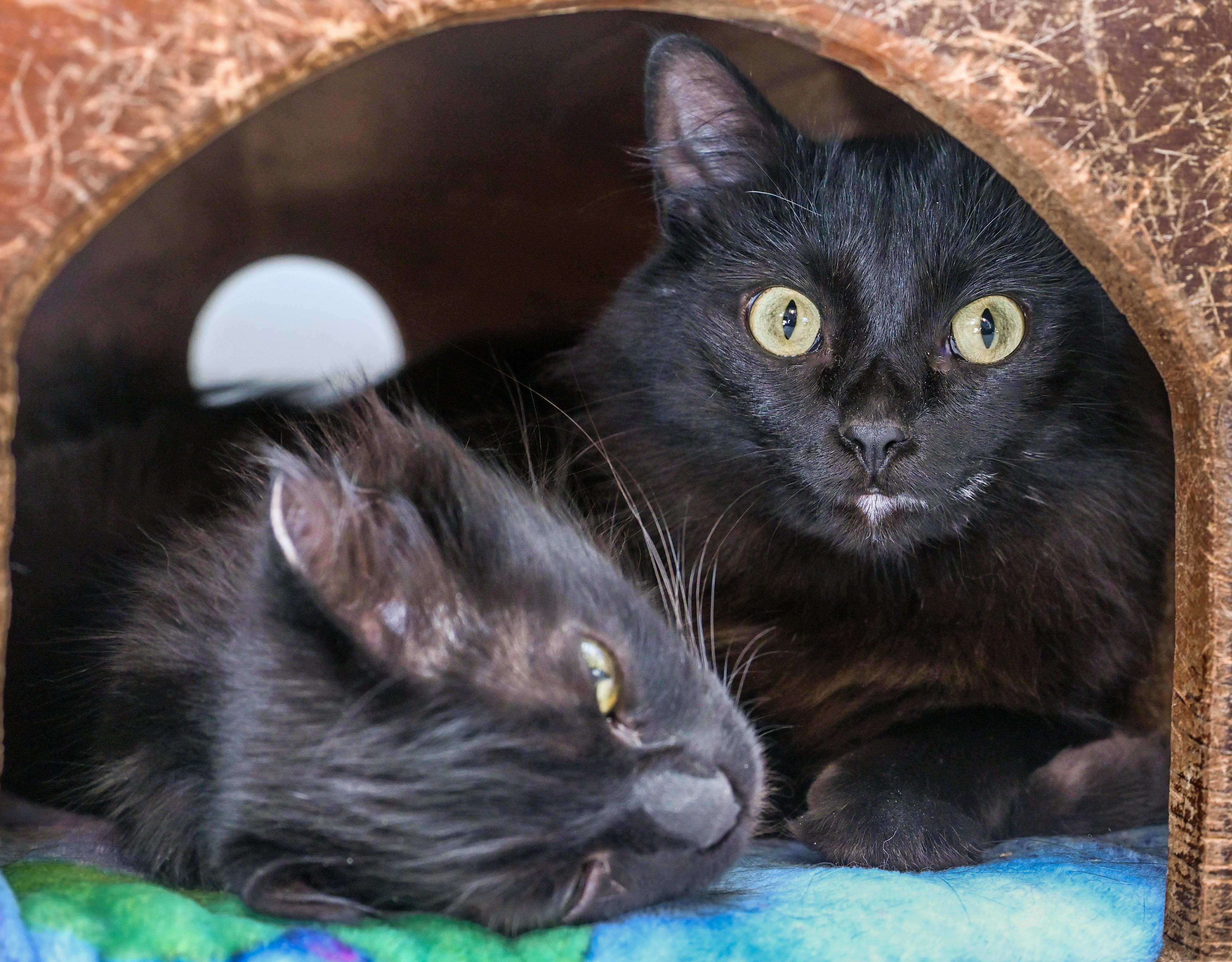 Dolce & Gabbana (bonded pair), a ADOPTABLE mixed breed in Chattanooga, TN image 2/5