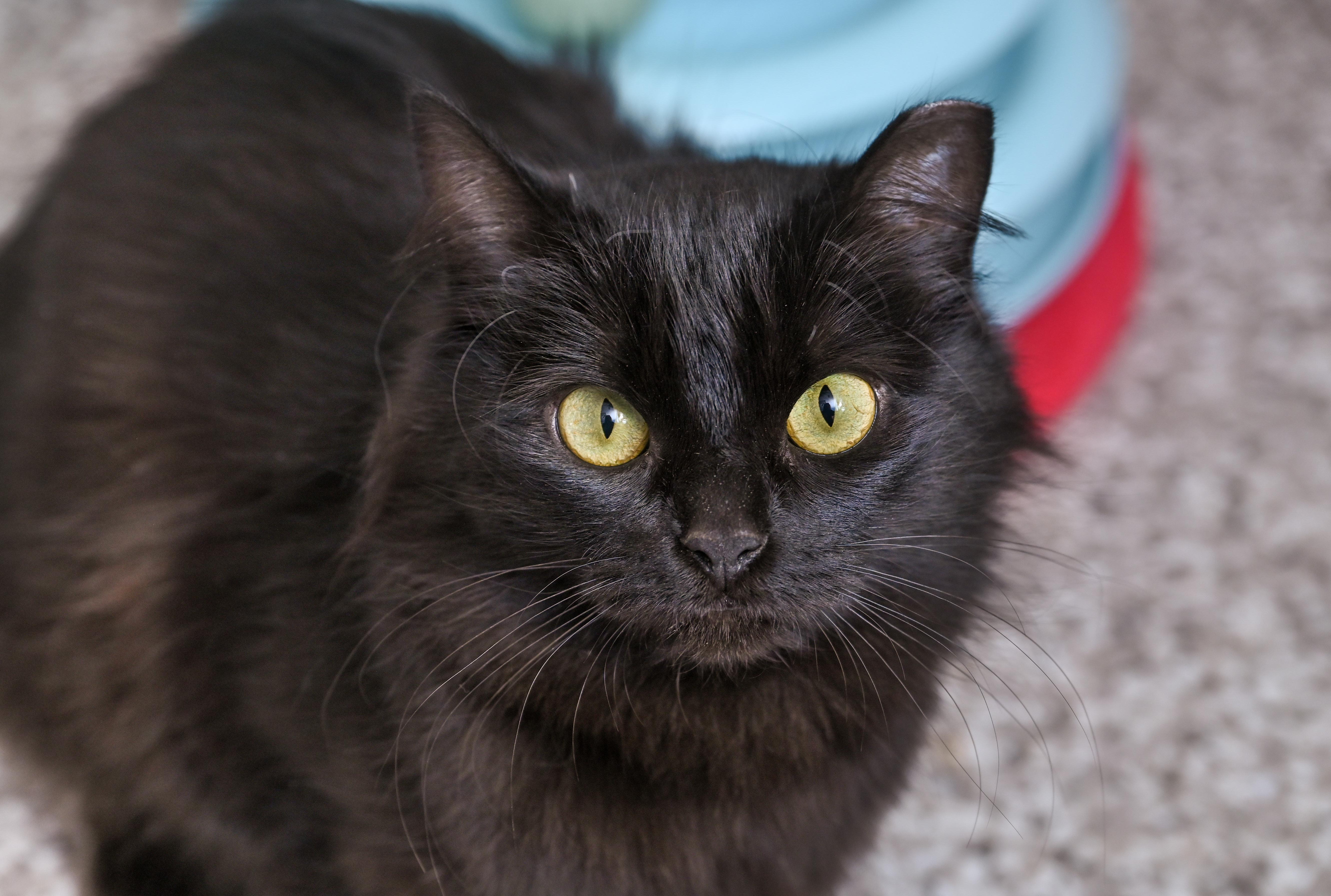 Dolce & Gabbana (bonded pair), a ADOPTABLE mixed breed in Chattanooga, TN image 3/5