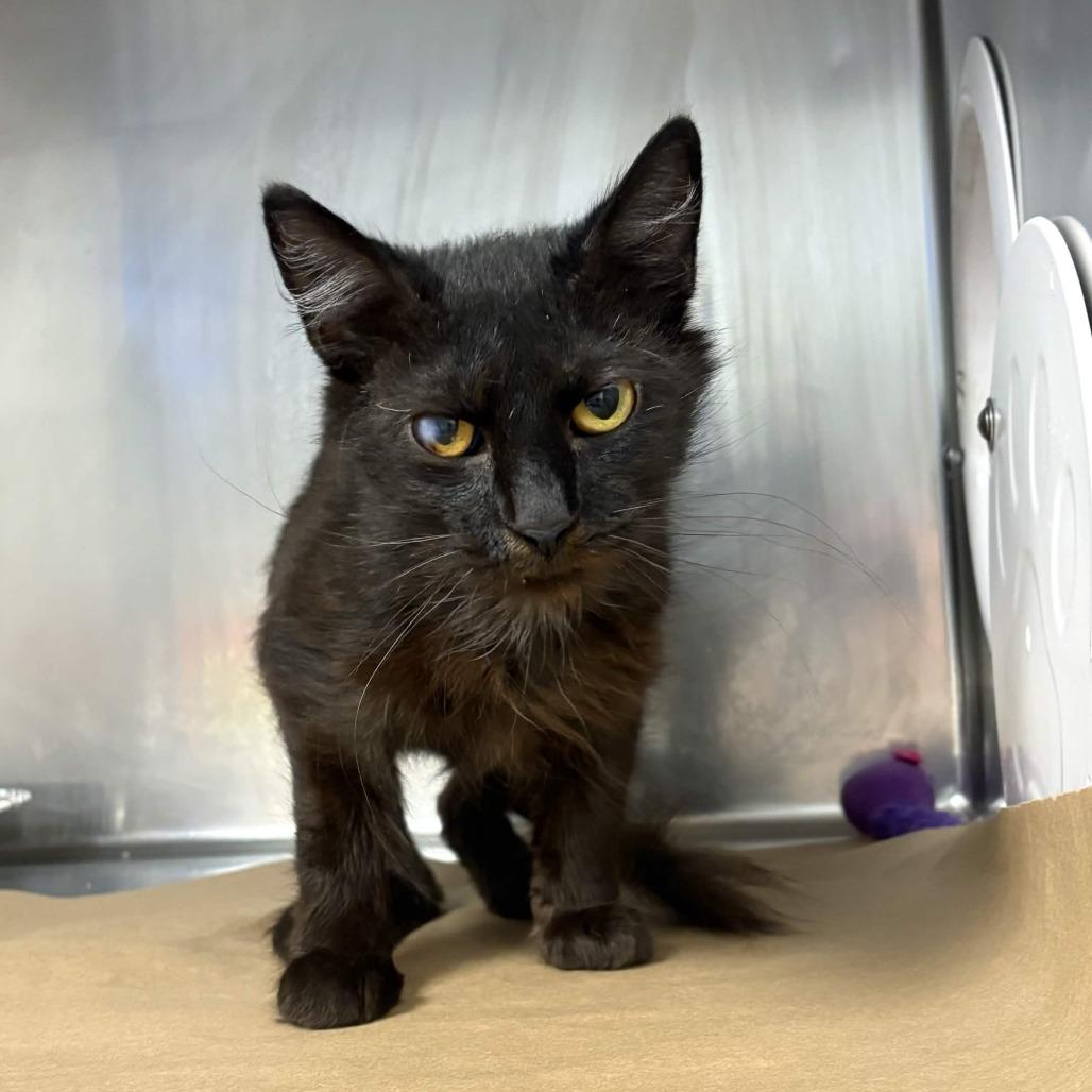 Maple, Adoptable, Adult Female Domestic Short Hair.