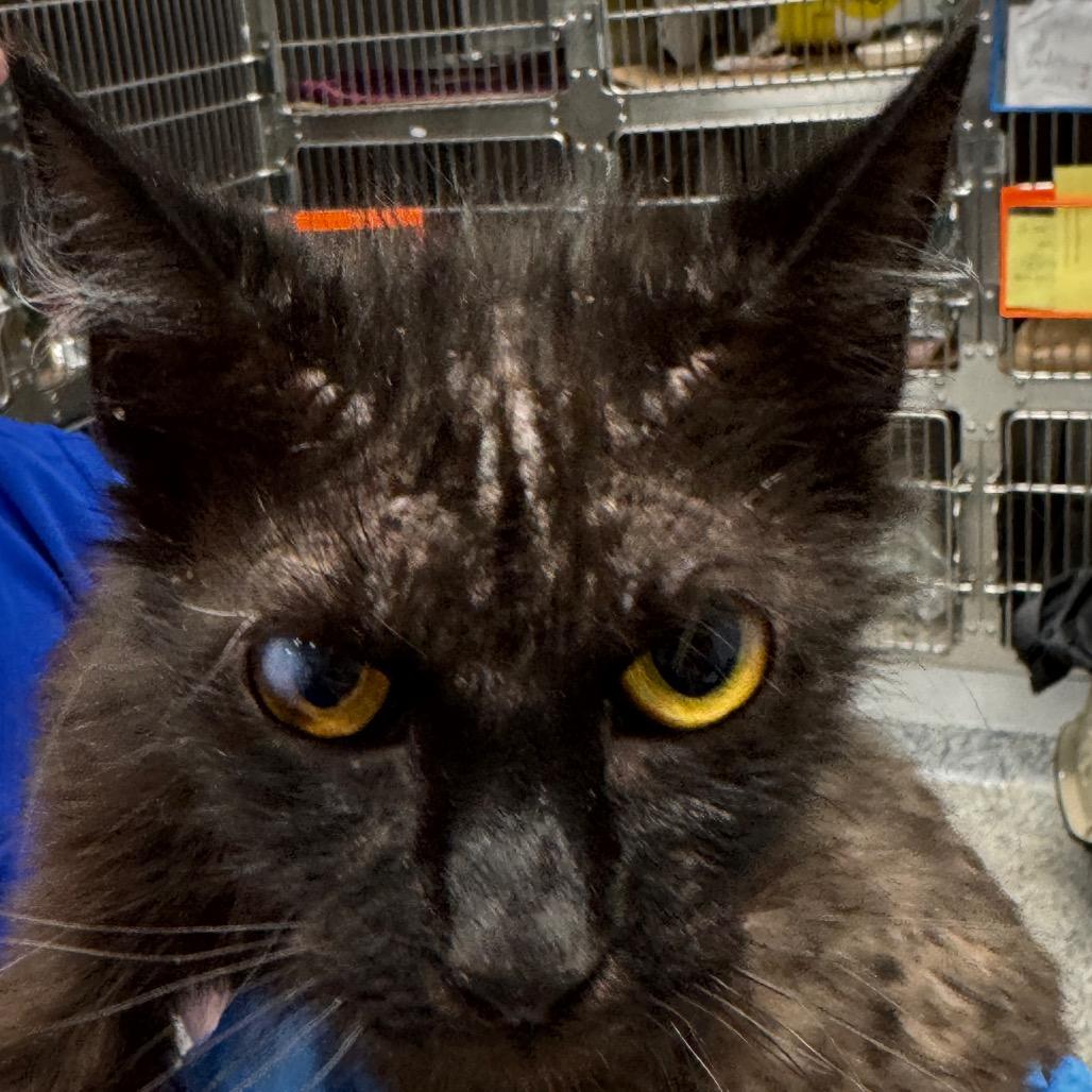 Maple, a Adoptable Domestic Short Hair in Greenville, SC image 2/3