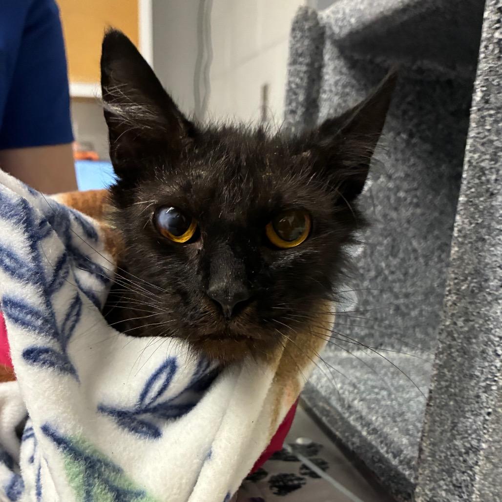 Maple, a Adoptable Domestic Short Hair in Greenville, SC image 3/3