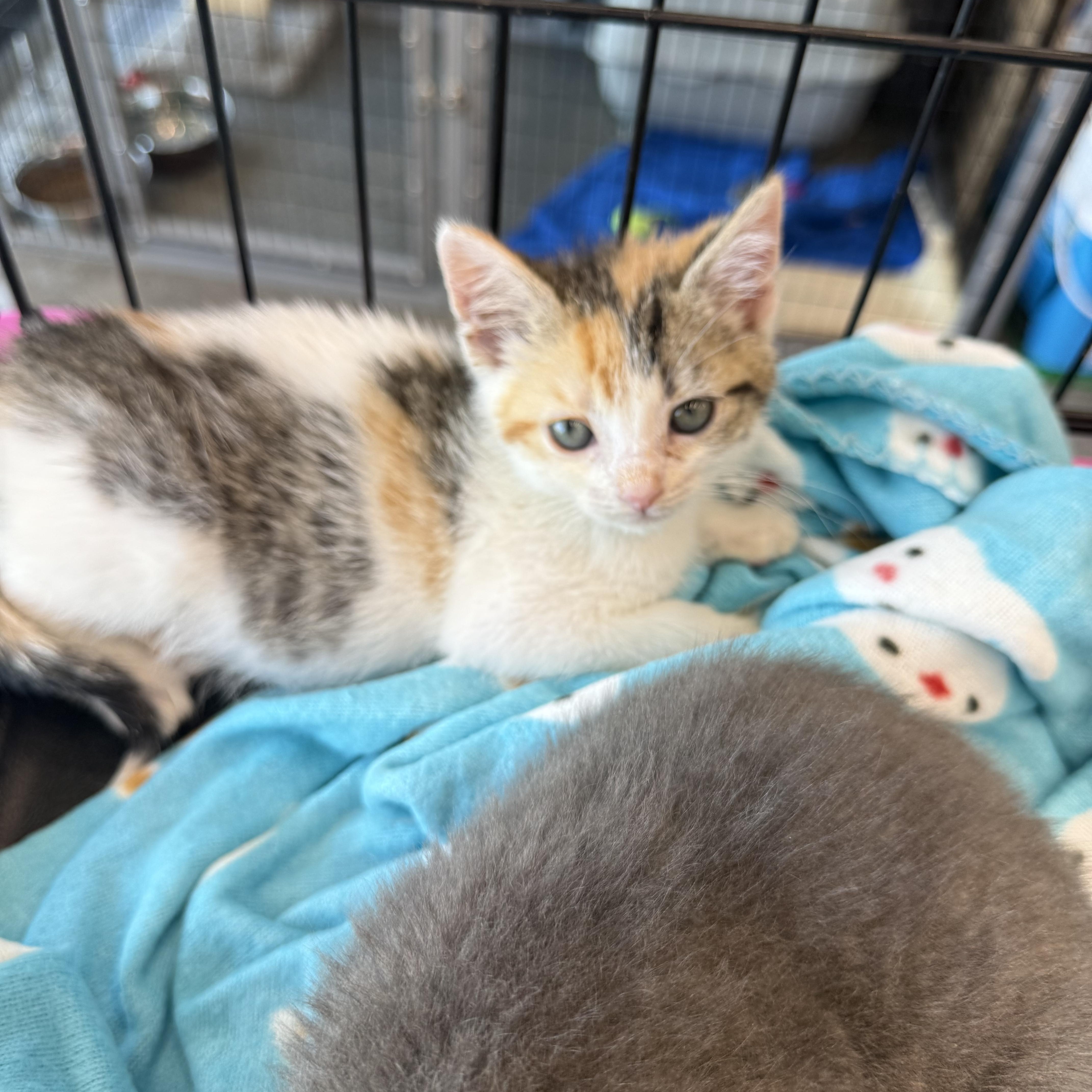Enlarge Coco Chanel, a ADOPTABLE Calico in Grand Haven, MI image 2/6