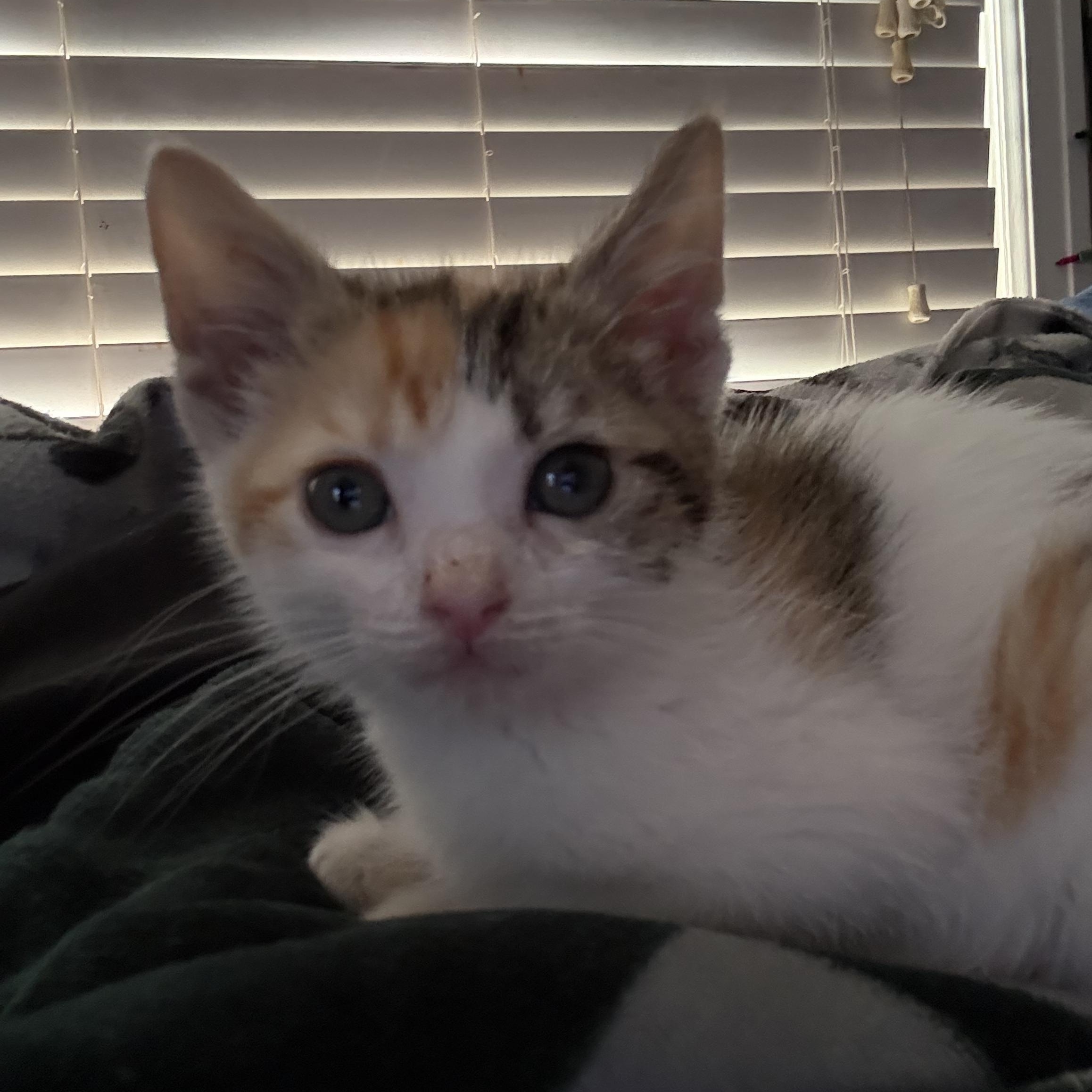 Enlarge Coco Chanel, a ADOPTABLE Calico in Grand Haven, MI image 3/6
