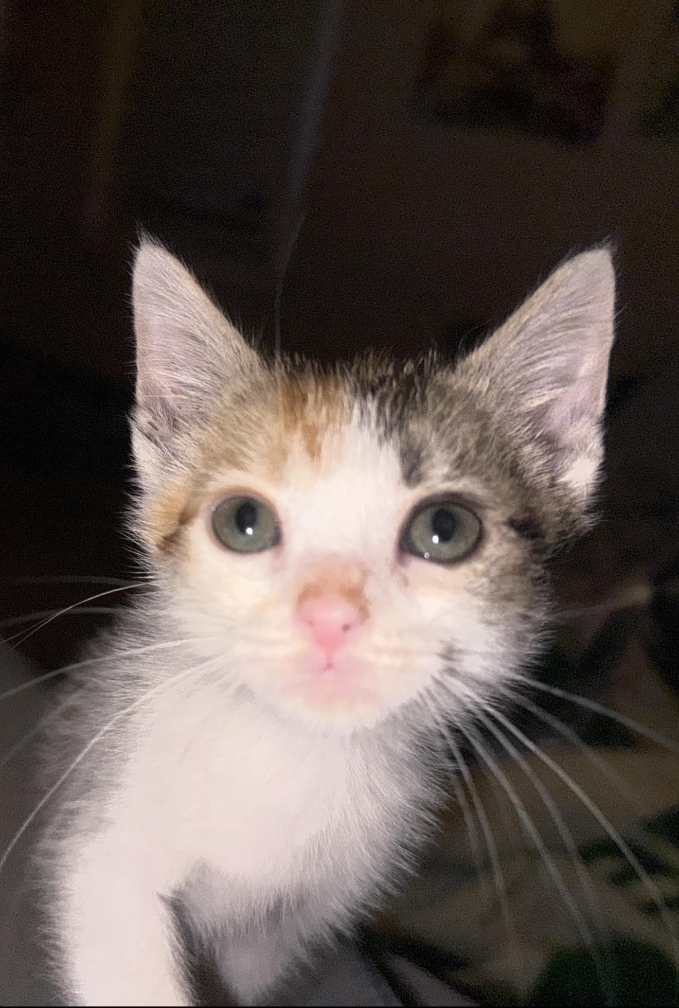 Coco Chanel, ADOPTABLE, Kitten Female Calico.