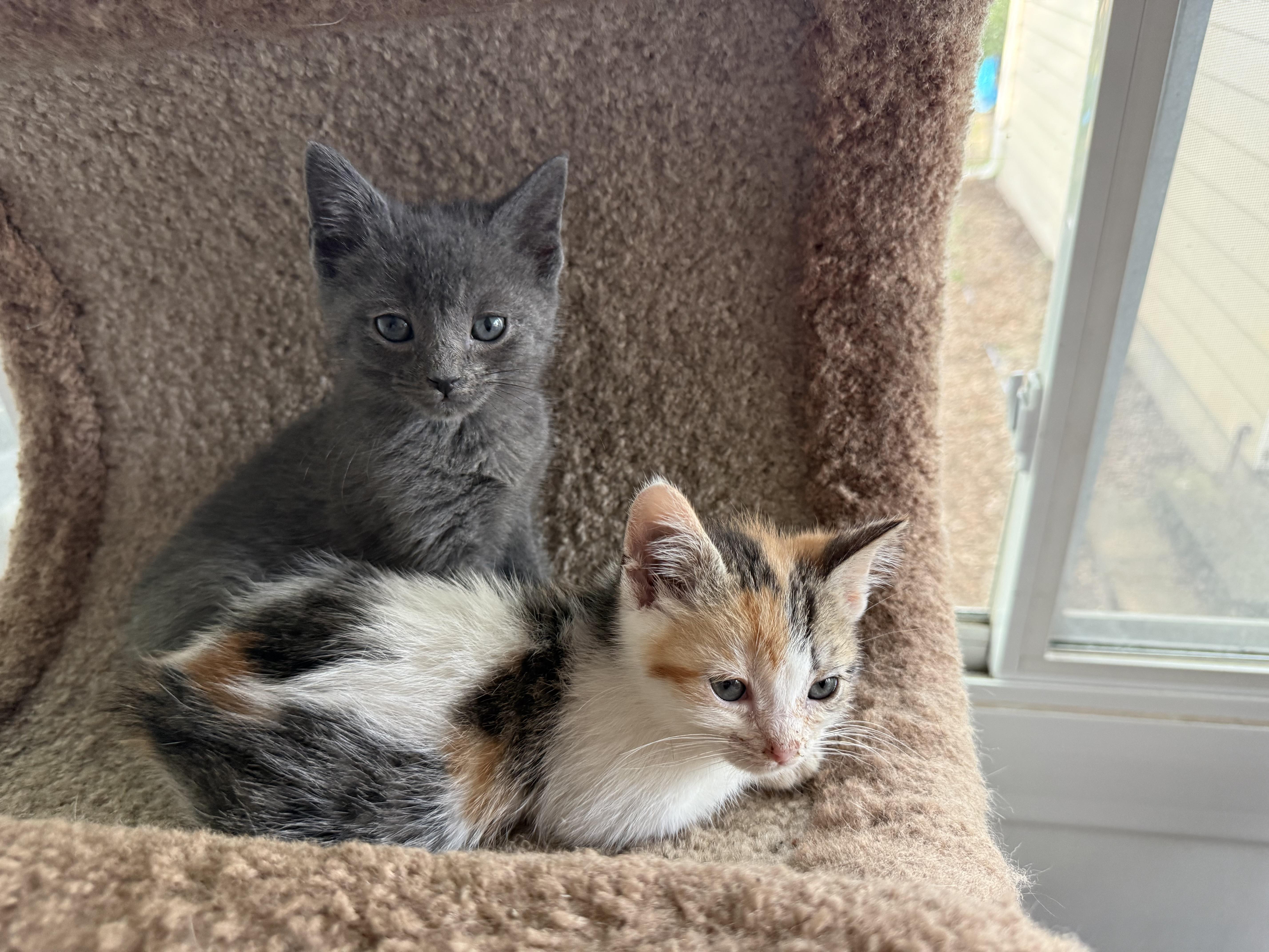 Enlarge Coco Chanel, a ADOPTABLE Calico in Grand Haven, MI image 5/6