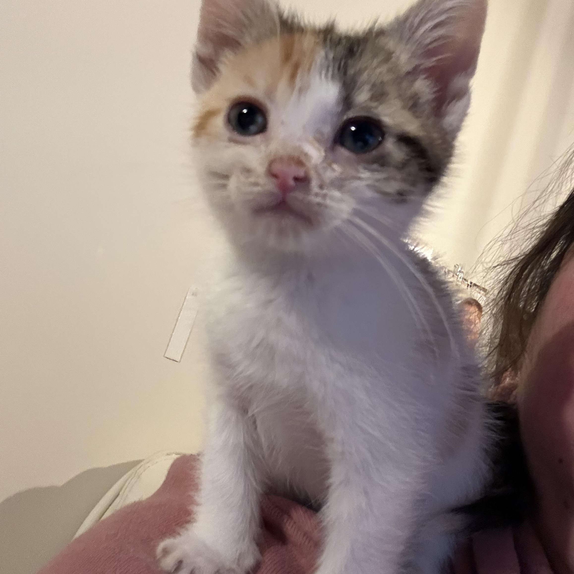 Enlarge Coco Chanel, a ADOPTABLE Calico in Grand Haven, MI image 6/6