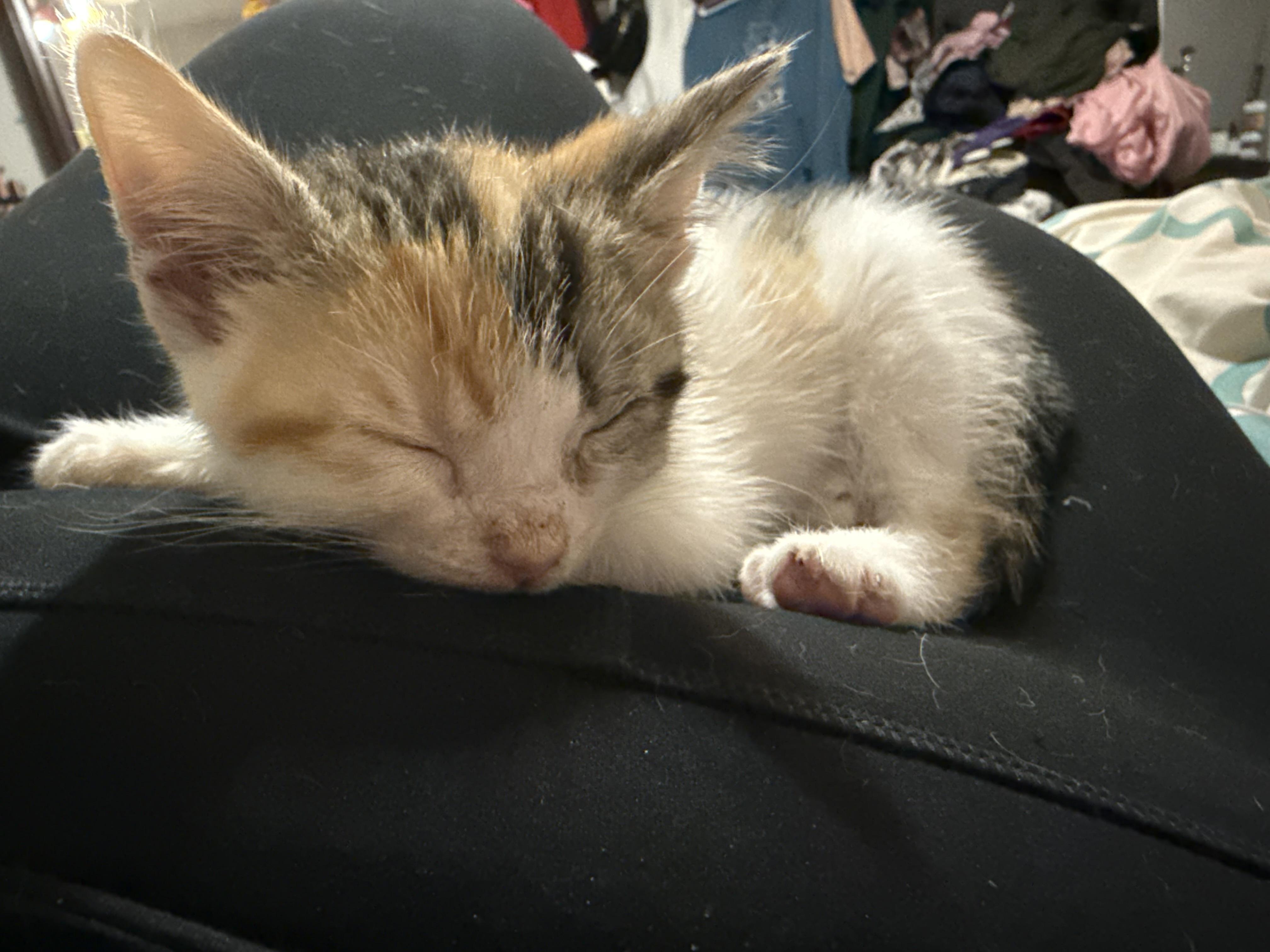 Enlarge Coco Chanel, a ADOPTABLE Calico in Grand Haven, MI image 4/6