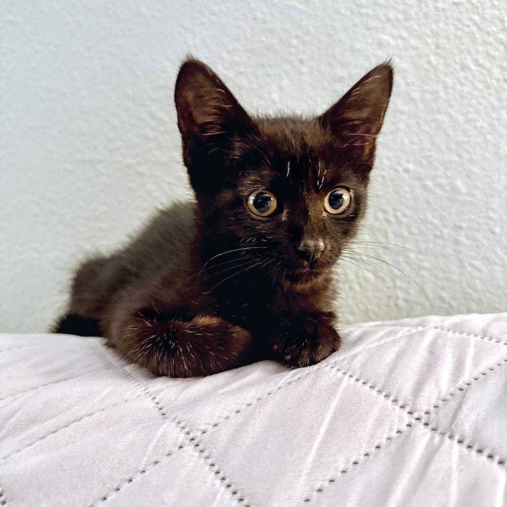 Midnight Ride, Adoptable, Kitten Female Domestic Short Hair.