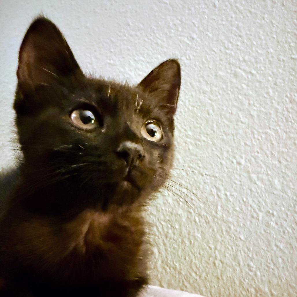 Midnight Ride, a Adoptable Domestic Short Hair in Boerne, TX image 2/4