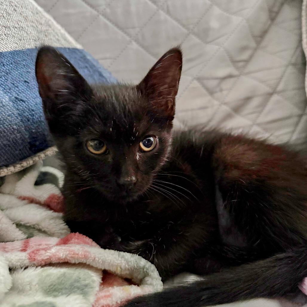 Midnight Ride, a Adoptable Domestic Short Hair in Boerne, TX image 3/4