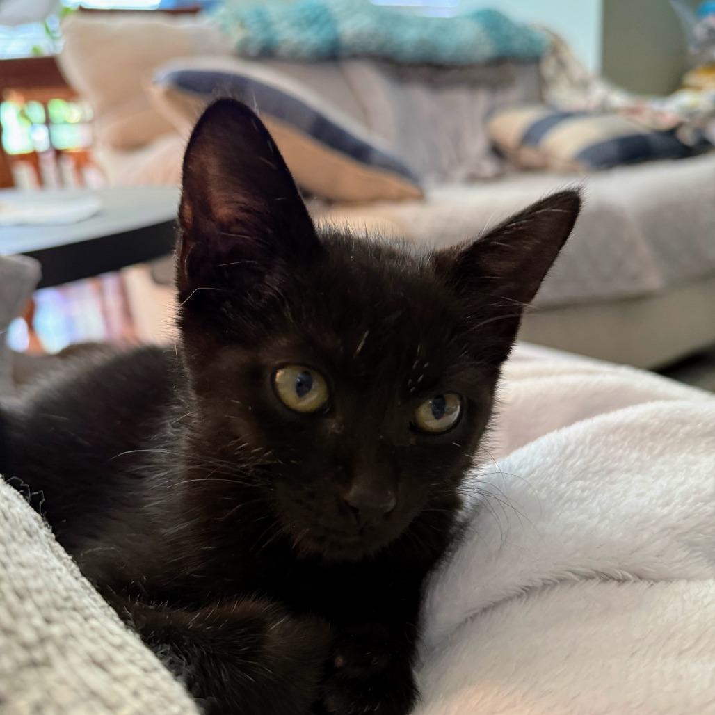 Midnight Ride, a Adoptable Domestic Short Hair in Boerne, TX image 4/4