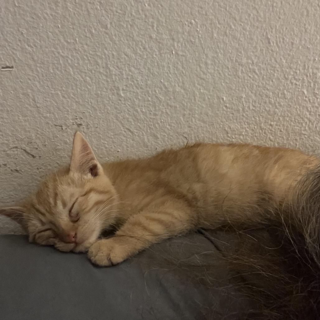 Fester, a Adoptable Domestic Short Hair in Tustin, CA image 1/4