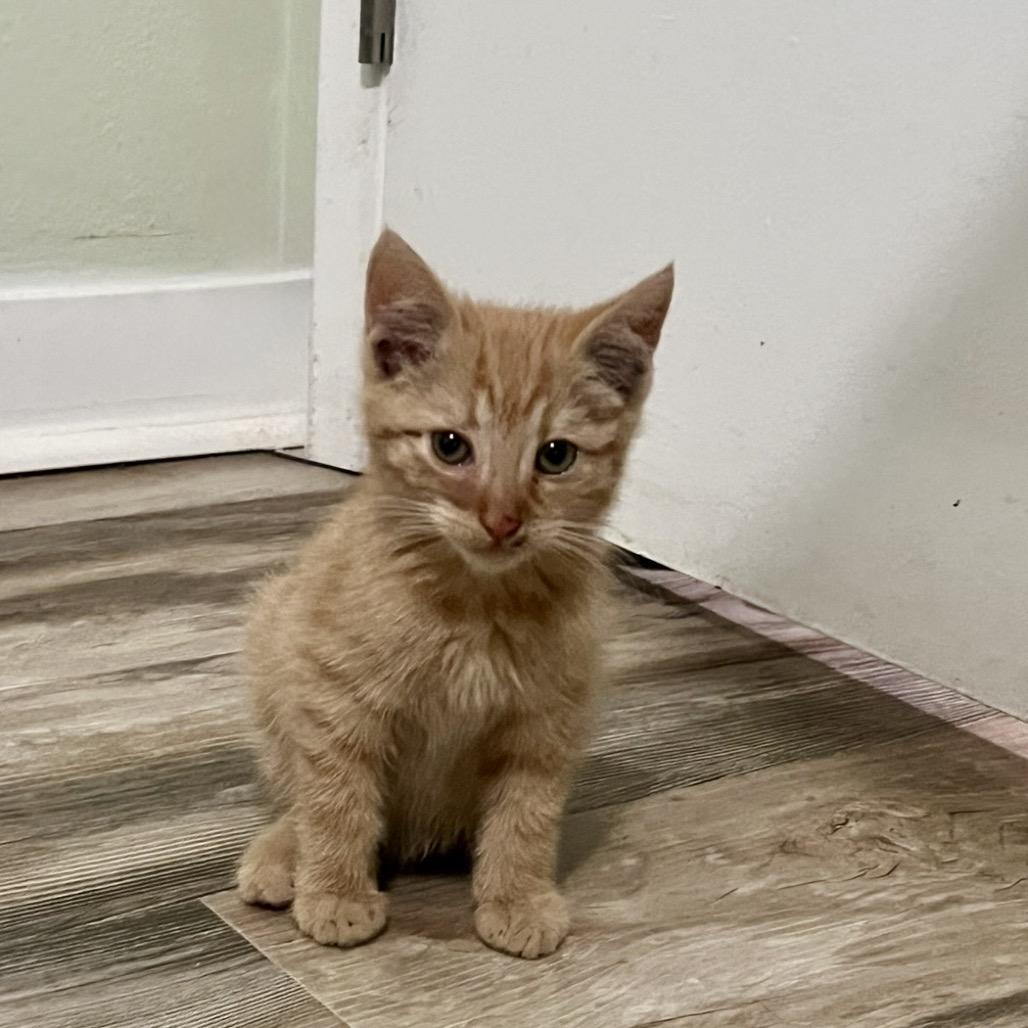 Fester, a Adoptable Domestic Short Hair in Tustin, CA image 2/4