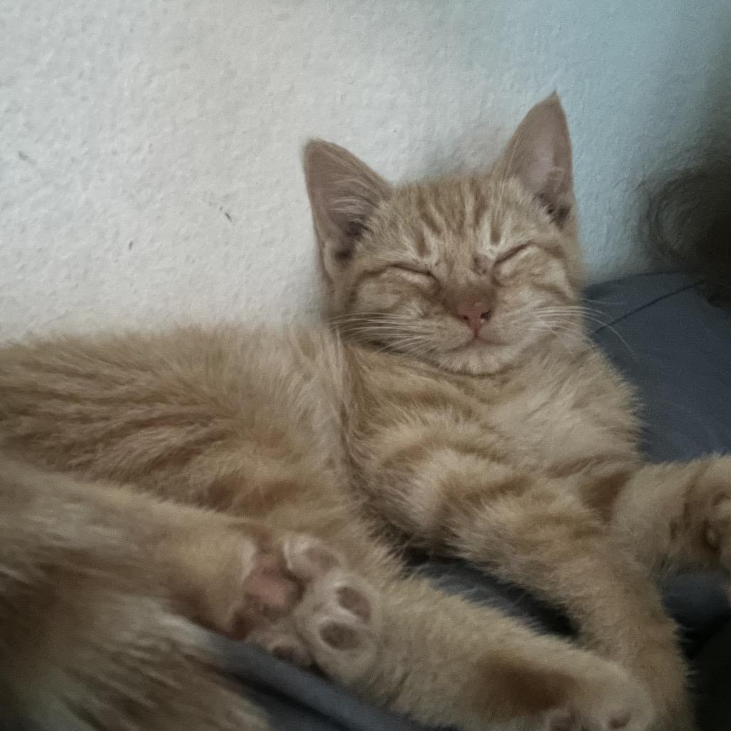 Fester, Adoptable, Kitten Male Domestic Short Hair.