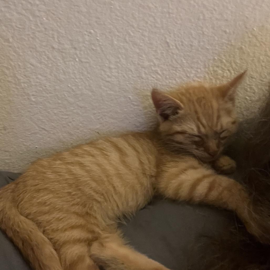 Fester, a Adoptable Domestic Short Hair in Tustin, CA image 4/4