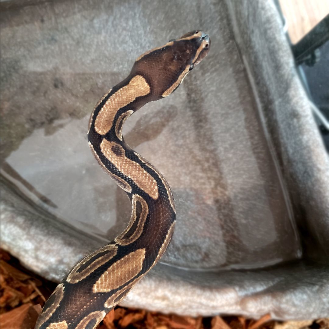 Grimbolina Pretzel #1241