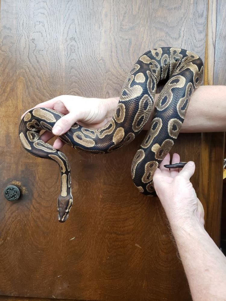 Grimbolina Pretzel #1241