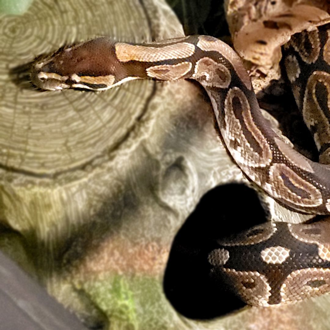 Grimbolina Pretzel #1241